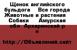 Щенок английского бульдога  - Все города Животные и растения » Собаки   . Амурская обл.,Архаринский р-н